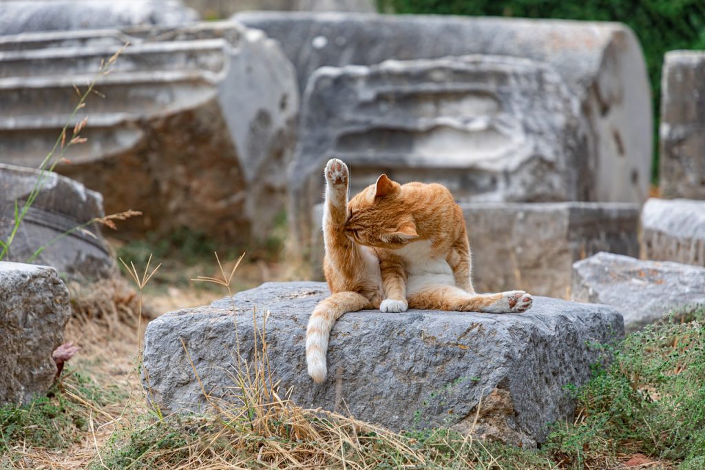 Comment Laver Son Chat Le Paradis Des Chats