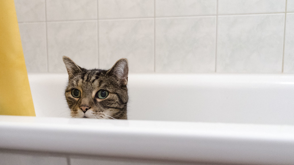 Comment Laver Un Chat Sans Shampoing Le Paradis Des Chats